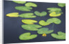 Yellow Pond Lily Pads in Pond, Alaska by Anonymous