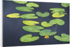 Yellow Pond Lily Pads in Pond, Alaska by Anonymous