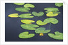 Yellow Pond Lily Pads in Pond, Alaska by Corbis