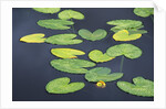 Yellow Pond Lily Pads in Pond, Alaska by Corbis