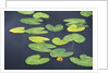 Yellow Pond Lily Pads in Pond, Alaska by Corbis