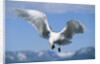 Glaucous Winged Seagull in Alaska by Anonymous