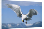Glaucous Winged Seagull in Alaska by Anonymous