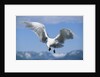 Glaucous Winged Seagull in Alaska by Anonymous