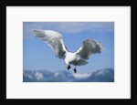 Glaucous Winged Seagull in Alaska by Anonymous