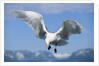 Glaucous Winged Seagull in Alaska by Anonymous
