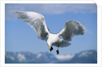 Glaucous Winged Seagull in Alaska by Anonymous