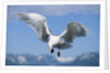 Glaucous Winged Seagull in Alaska by Anonymous