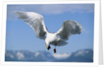 Glaucous Winged Seagull in Alaska by Anonymous