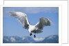Glaucous Winged Seagull in Alaska by Anonymous