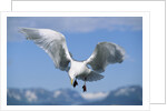 Glaucous Winged Seagull in Alaska by Anonymous