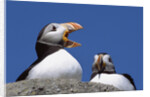 Atlantic Puffins, One Gaping, Newfoundland, Canada by Anonymous