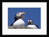 Atlantic Puffins, One Gaping, Newfoundland, Canada by Anonymous