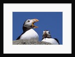 Atlantic Puffins, One Gaping, Newfoundland, Canada by Anonymous
