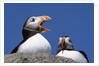 Atlantic Puffins, One Gaping, Newfoundland, Canada by Anonymous