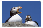 Atlantic Puffins, One Gaping, Newfoundland, Canada by Anonymous