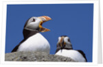 Atlantic Puffins, One Gaping, Newfoundland, Canada by Anonymous