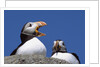 Atlantic Puffins, One Gaping, Newfoundland, Canada by Anonymous