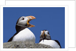 Atlantic Puffins, One Gaping, Newfoundland, Canada by Anonymous