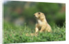 Black-Tailed Prairie Dog in Wyoming by Anonymous