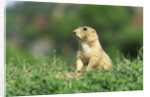 Black-Tailed Prairie Dog in Wyoming by Anonymous