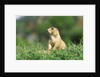Black-Tailed Prairie Dog in Wyoming by Anonymous