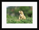 Black-Tailed Prairie Dog in Wyoming by Anonymous