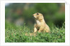 Black-Tailed Prairie Dog in Wyoming by Anonymous
