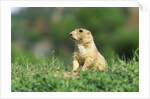 Black-Tailed Prairie Dog in Wyoming by Anonymous
