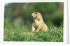 Black-Tailed Prairie Dog in Wyoming by Anonymous