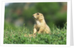Black-Tailed Prairie Dog in Wyoming by Anonymous