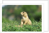 Black-Tailed Prairie Dog in Wyoming by Anonymous