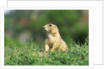 Black-Tailed Prairie Dog in Wyoming by Anonymous