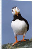Horned Puffin, Alert, Alaska by Anonymous
