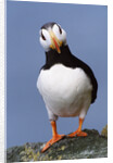Horned Puffin, Alert, Alaska by Anonymous