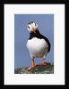 Horned Puffin, Alert, Alaska by Anonymous