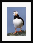 Horned Puffin, Alert, Alaska by Anonymous