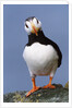 Horned Puffin, Alert, Alaska by Anonymous