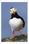 Horned Puffin, Alert, Alaska by Anonymous
