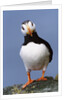 Horned Puffin, Alert, Alaska by Anonymous