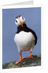 Horned Puffin, Alert, Alaska by Anonymous