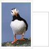 Horned Puffin, Alert, Alaska by Anonymous