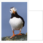 Horned Puffin, Alert, Alaska by Anonymous