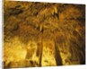 Stalactities on Ceiling of Damlatas Cavern by Anonymous