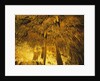 Stalactities on Ceiling of Damlatas Cavern by Anonymous