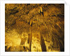 Stalactities on Ceiling of Damlatas Cavern by Anonymous