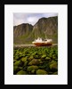 Norway/Lofoten: stranded trawler near Unstad by Anonymous