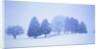 Trees in snow-covered landscape in winter by Anonymous