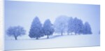 Trees in snow-covered landscape in winter by Anonymous