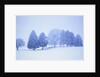Trees in snow-covered landscape in winter by Anonymous
